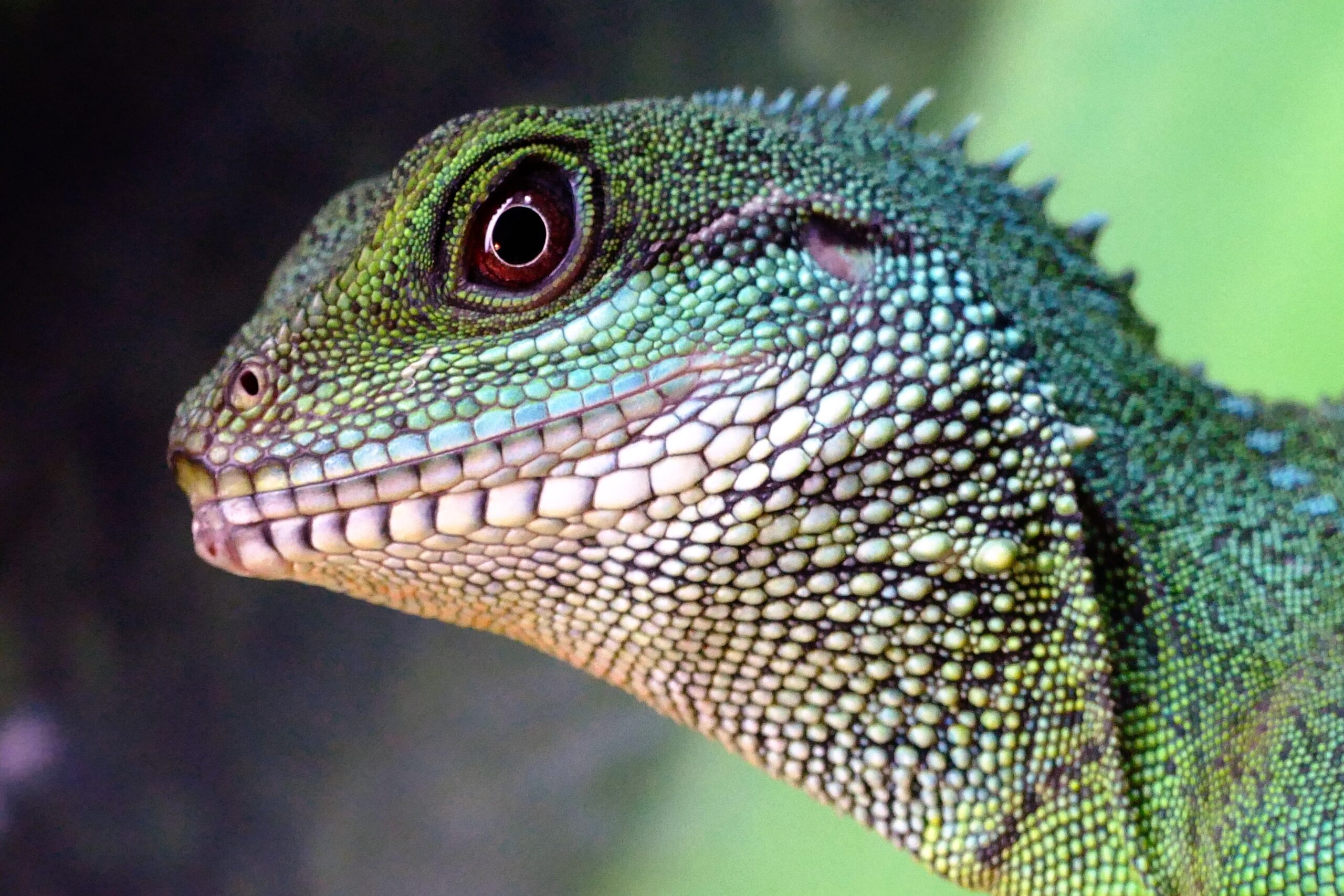 Taming the Lizard Brain - Within Range Coaching